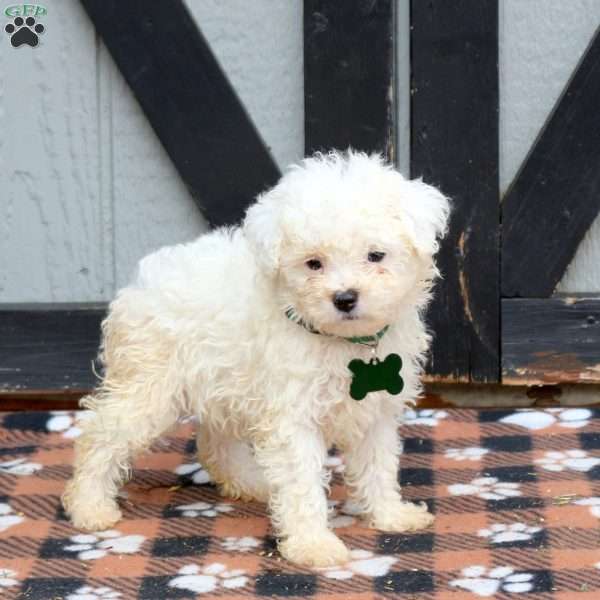 Noelle, Miniature Poodle Puppy