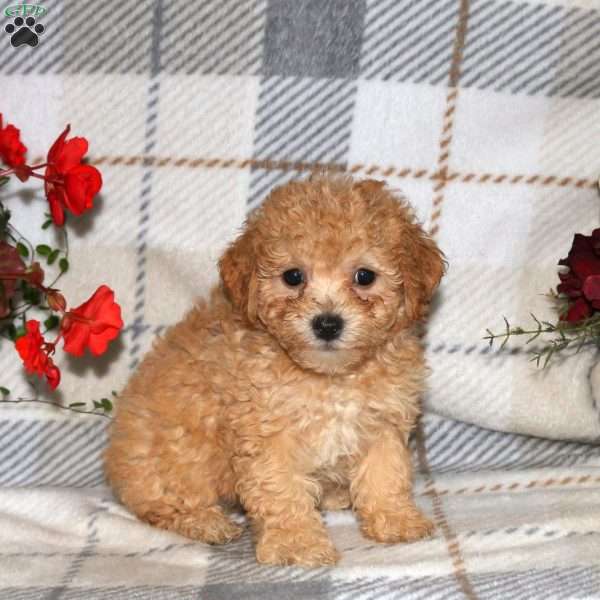 Noelle, Bich-Poo Puppy