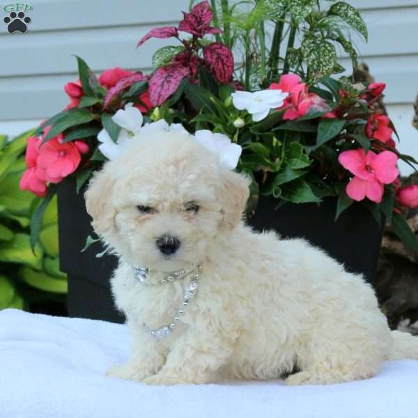 Noelle, Miniature Poodle Puppy