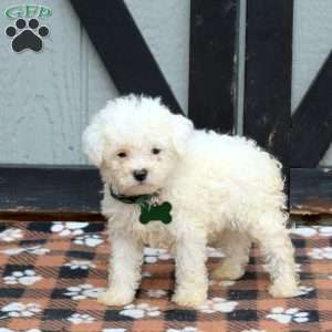 Noelle, Miniature Poodle Puppy
