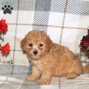 Noelle, Bich-Poo Puppy