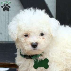 Noelle, Miniature Poodle Puppy