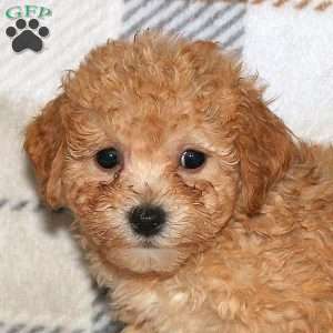 Noelle, Bich-Poo Puppy