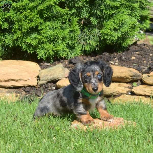 Nola, Dachshund Puppy
