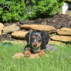 Nola, Dachshund Puppy