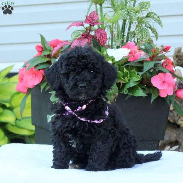 Nolan, Miniature Poodle Puppy