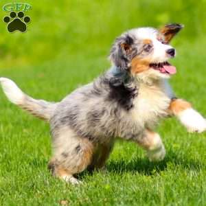 Noli, Mini Bernedoodle Puppy