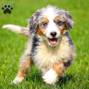 Noli, Mini Bernedoodle Puppy