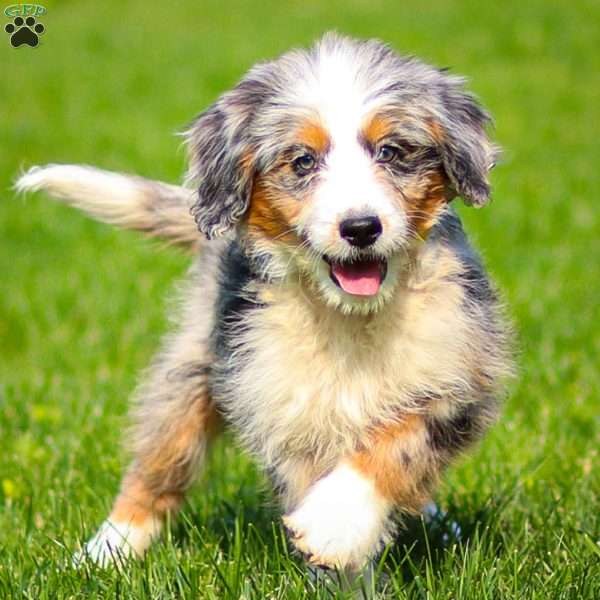 Noli, Mini Bernedoodle Puppy