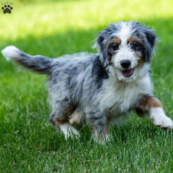 Noli, Mini Bernedoodle Puppy