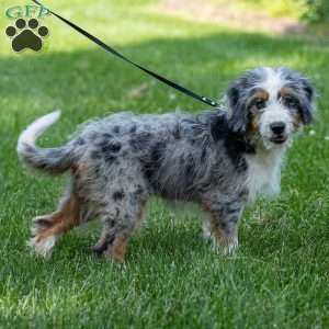 Noli, Mini Bernedoodle Puppy
