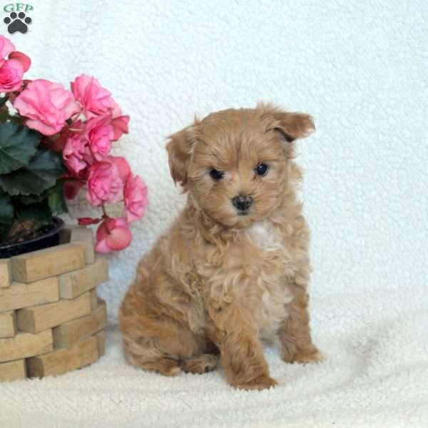 Nora, Maltipoo Puppy