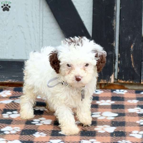 Nora, Miniature Poodle Puppy