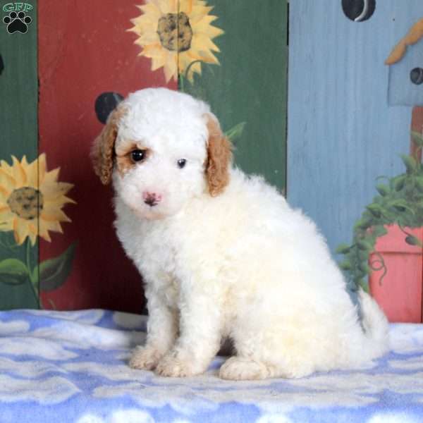 Nora, Miniature Poodle Puppy