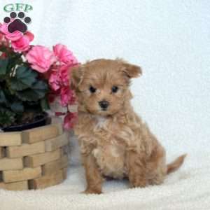 Nora, Maltipoo Puppy