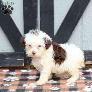Nora, Miniature Poodle Puppy