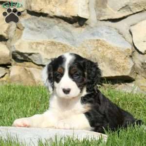 Nora, Miniature Poodle Mix Puppy