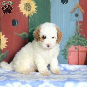 Nora, Miniature Poodle Puppy