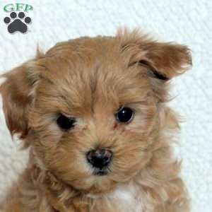 Nora, Maltipoo Puppy