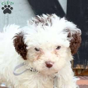 Nora, Miniature Poodle Puppy