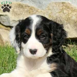 Nora, Miniature Poodle Mix Puppy