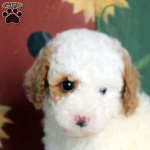 Nora, Miniature Poodle Puppy