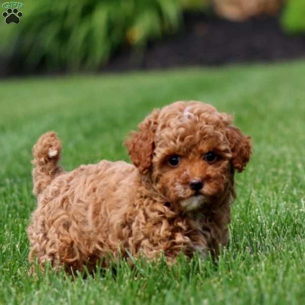 Nora, Cavapoo Puppy