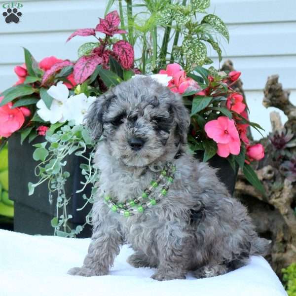 Norman, Miniature Poodle Puppy
