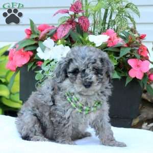 Norman, Miniature Poodle Puppy