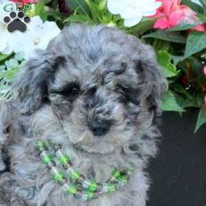 Norman, Miniature Poodle Puppy