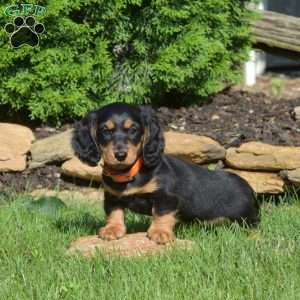 Nugget, Dachshund Puppy