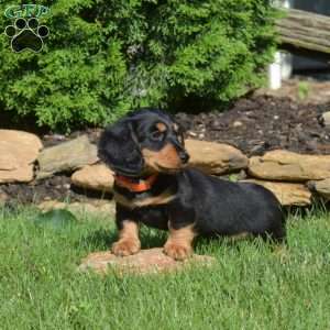 Nugget, Dachshund Puppy
