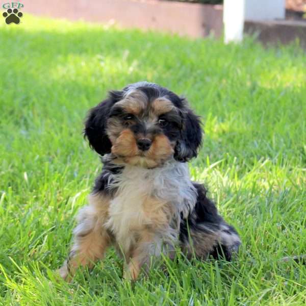 Oakleigh, Cavapoo Puppy