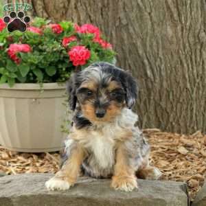 Oakleigh, Cavapoo Puppy