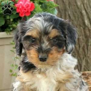Oakleigh, Cavapoo Puppy