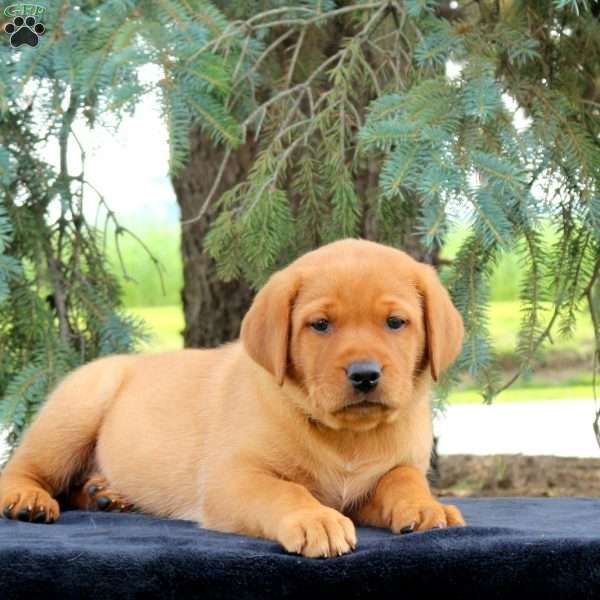 Oakley, Fox Red Labrador Retriever Puppy