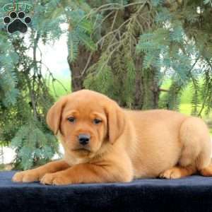Oakley, Fox Red Labrador Retriever Puppy
