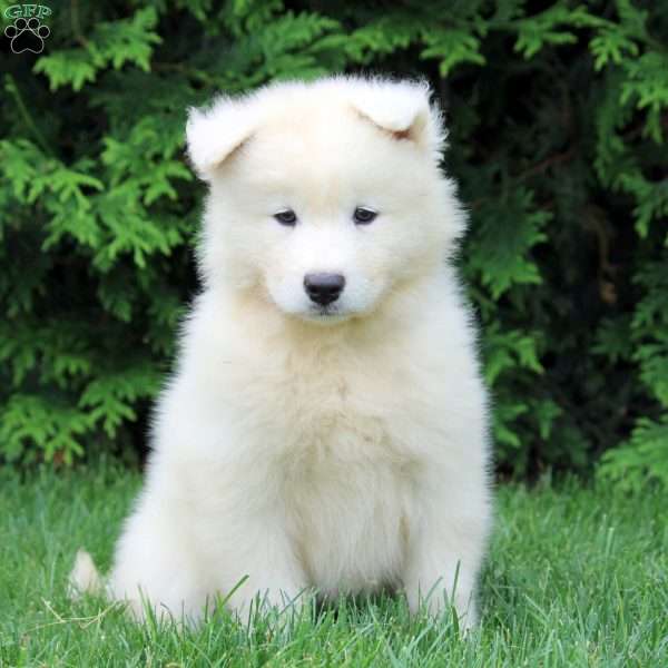 Oaklyn, Samoyed Puppy
