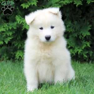 Oaklyn, Samoyed Puppy