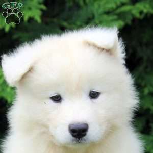 Oaklyn, Samoyed Puppy