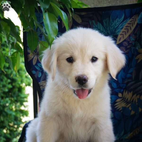 Odette, English Cream Golden Retriever Puppy