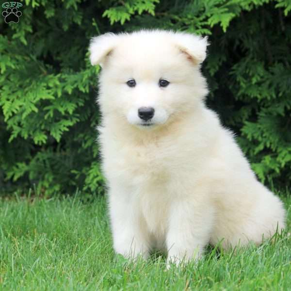 Olive, Samoyed Puppy