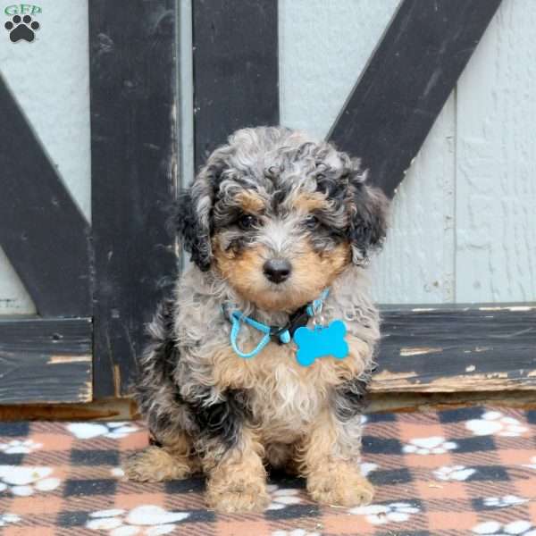 Olive, Miniature Poodle Puppy