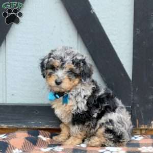 Olive, Miniature Poodle Puppy