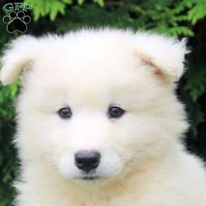 Olive, Samoyed Puppy