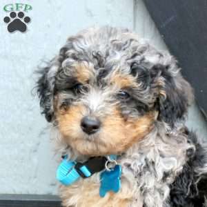 Olive, Miniature Poodle Puppy
