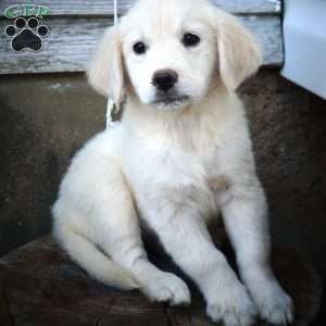 Olive, English Cream Golden Retriever Puppy