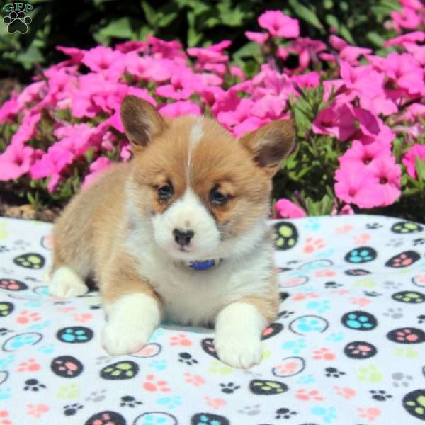 Oliver, Pembroke Welsh Corgi Puppy