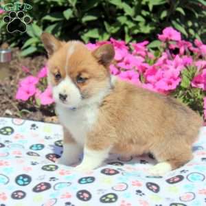 Oliver, Pembroke Welsh Corgi Puppy
