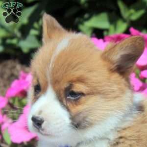 Oliver, Pembroke Welsh Corgi Puppy